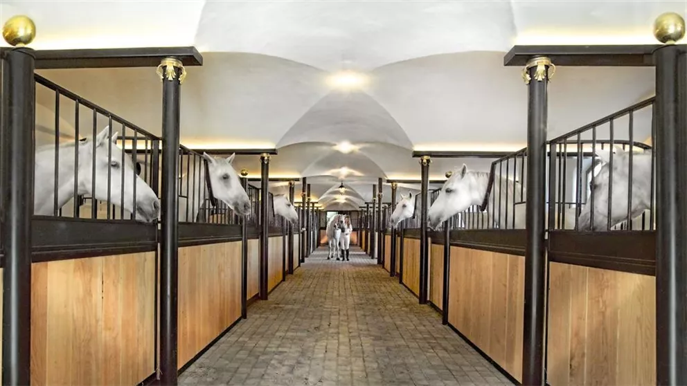 Ein eleganter Stall mit weißen Pferden, die aus ihren Boxen schauen. Der Raum hat eine helle, freundliche Beleuchtung und einen gepflegten Boden.