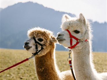 Zwei Lamas auf einer Wiese mit einer Berglandschaft im Hintergrund. Beide tragen Halfter und schauen neugierig in die Kamera.