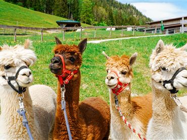 Vier Alpakas stehen auf einer grünen Wiese. Im Hintergrund sind Bäume und ein Stall zu sehen.