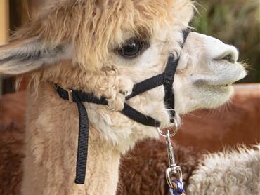Ein Alpaka mit lockigem, hellbraunem Fell steht in einem Stall. Es trägt ein Halfter und schaut neugierig zur Seite.