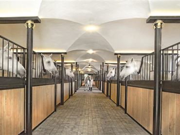 Ein eleganter Pferdestall mit mehreren Boxen. Weiße Pferde schauen neugierig aus ihren Ställen.