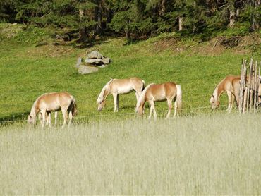 Eine Gruppe von Pferden grast auf einer grünen Wiese. Im Hintergrund sind Bäume und Felsen sichtbar.