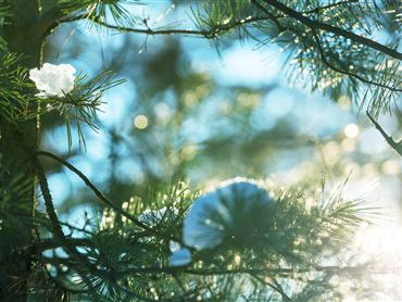 Ein Sonnenstrahl durchbricht die grünen Nadeln eines Baumes, während einige Schneebedeckungen sichtbar sind. Die Szene vermittelt eine ruhige Winteratmosphäre.