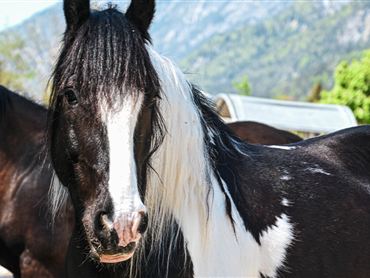 Ein Pferd mit schwarzem Fell und einer auffälligen weißen Haarsträhne steht im Vordergrund. Im Hintergrund sind weitere Pferde und eine grüne Landschaft zu sehen.