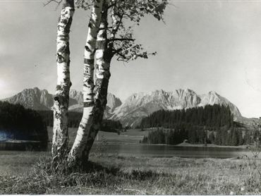 Schwarz-Weiß-Fotografie von Birken vor einem See und einer Bergkette.