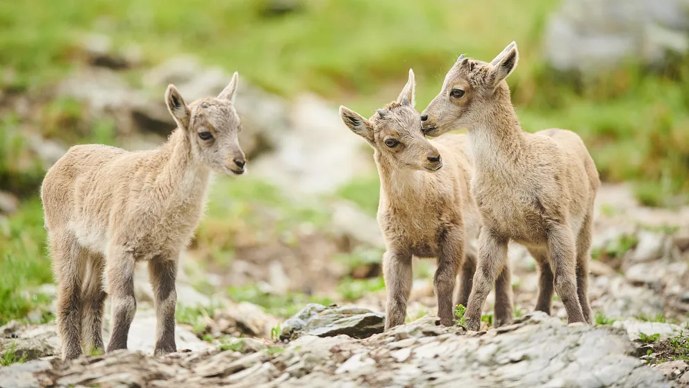 David & Micha Sheldon Fotografie2.webp