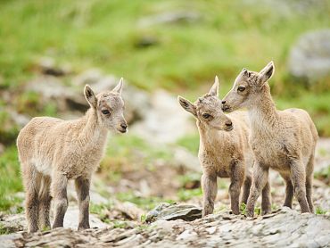 David & Micha Sheldon Fotografie2.jpg